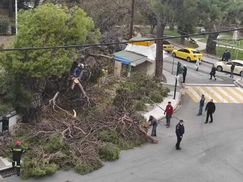 Λέσβος – Δέντρο έπεσε σε αυλή σχολείου – Άγιο είχαν οι μαθητές