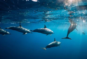Τα δελφίνια εντοπίστηκαν νεκρά σε διάστημα μικρότερο τους ενός μήνα