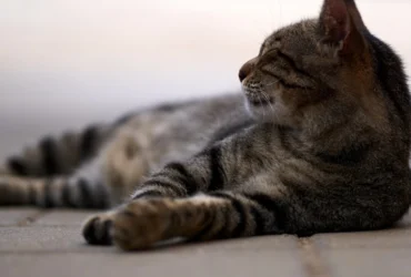 Πετρούπολη: Έριξαν καυτό λάδι σε γάτες - Καταγγέλλουν κάτοικο της περιοχής