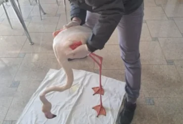 Διάσωση τραυματισμένου φλαμίνγκο στη Σκάλα Καλλονής - Δείτε φωτογραφίες