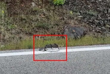 Καρδίτσα: Έκαναν διαγράμμιση στο δρόμο πάνω σε κλαδιά, φύλλα ακόμη και κοπριά