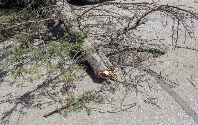 Κηφισιά: Πτώση δέντρου προκαλεί ζημιές σε αυτοκίνητο και προβλήματα ηλεκτροδότησης Κηφισιά: Πτώση δέντρου προκαλεί ζημιές σε αυτοκίνητο και προβλήματα ηλεκτροδότησης