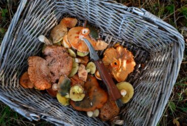 Νέα Ζηλανδία: Πράσινο φως στη χρήση παραισθησιογόνων μανιταριών για την αντιμετώπιση της κατάθλιψης