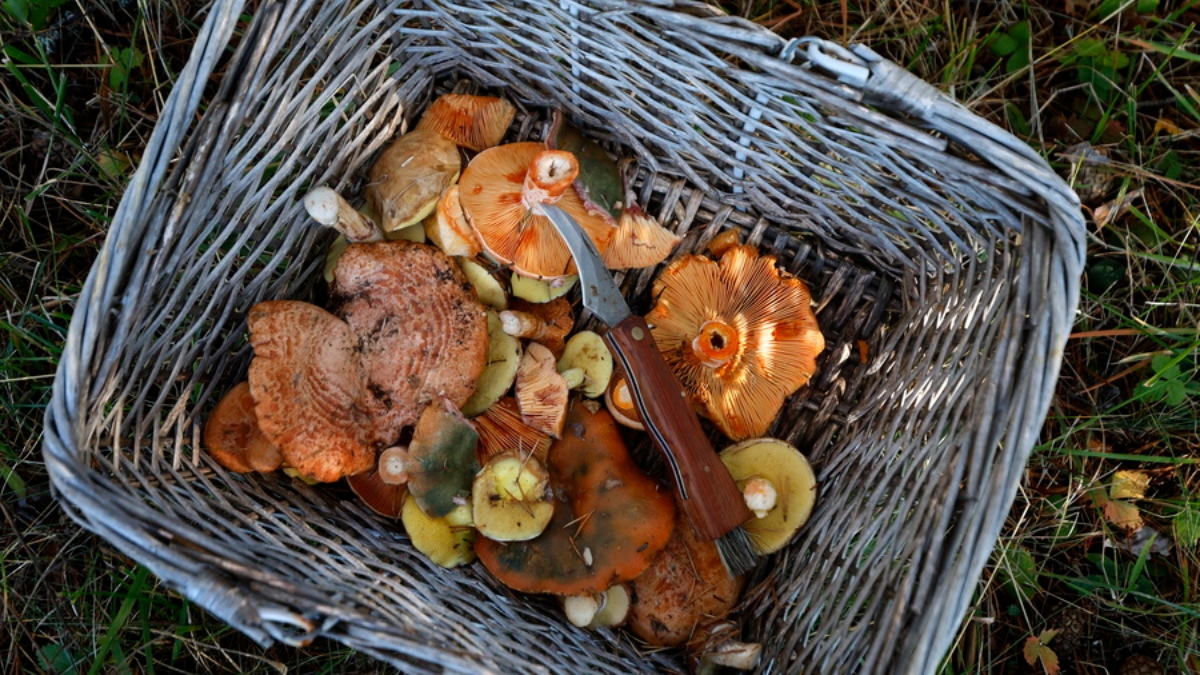 Νέα Ζηλανδία: Πράσινο φως στη χρήση παραισθησιογόνων μανιταριών για την αντιμετώπιση της κατάθλιψης