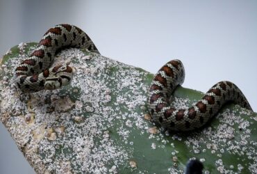 Λαμία: Εκτός ΜΕΘ νοσηλεύεται ο 16χρονος που τον δάγκωσε οχιά