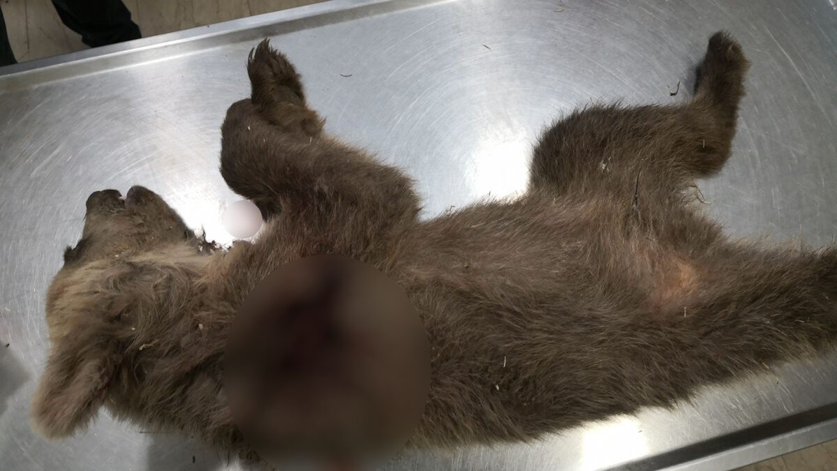 Καστοριά: Άγνωστος πυροβόλησε και σκότωσε αρκουδάκι στο χωριό Ποριά – Πρόκειται για το τρίτο περιστατικό μέσα σε 3 μήνες Καστοριά: Άγνωστος πυροβόλησε και σκότωσε αρκουδάκι στο χωριό Ποριά – Πρόκειται για το τρίτο περιστατικό μέσα σε 3 μήνες