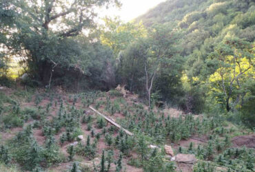 Ρέθυμνο: Εντοπίστηκε φυτεία με 836 δενδρύλλια κάνναβης