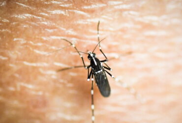 Ιός του Δυτικού Νείλου: «Καμπανάκι» για ηλικιωμένους και ευάλωτες ομάδες