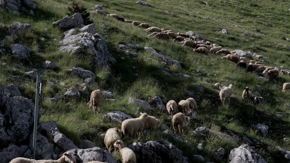 Σέριφος: Κλείδωσαν 27 πρόβατα να πεθάνουν από δίψα σε εκκλησάκι