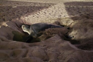 Πράσινη χελώνα βγήκε για πρώτη φορά σε παραλία της Νάξου για να γεννήσει: Δείτε βίντεο