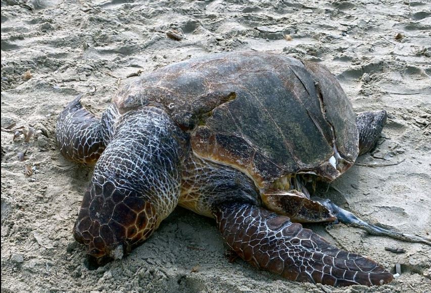 Νάξος: Προπέλα βύθισε τη θαλάσσια χελώνα caretta caretta