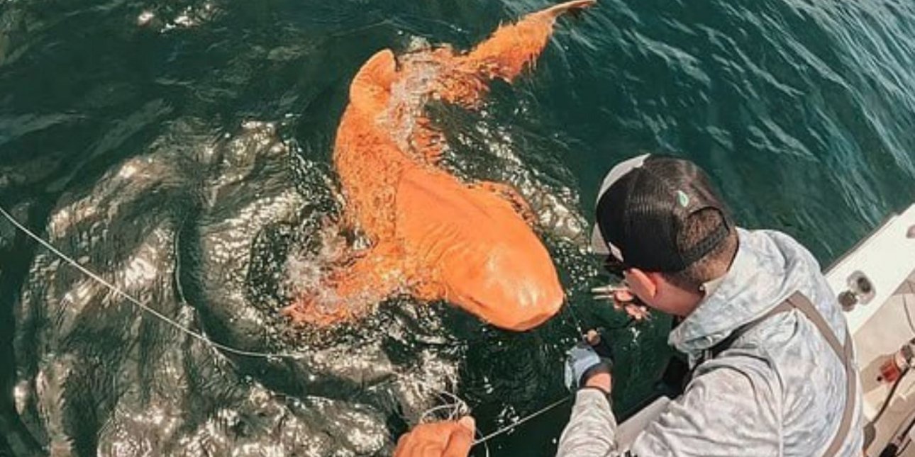 Πορτοκαλής καρχαρίας στην Κοστα Ρικα- Δείτε το video