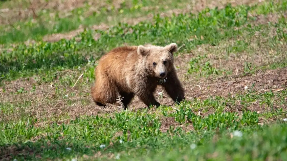 Μικρή αρκούδα τραυματίστηκε σε τροχαίο στην Καστοριά