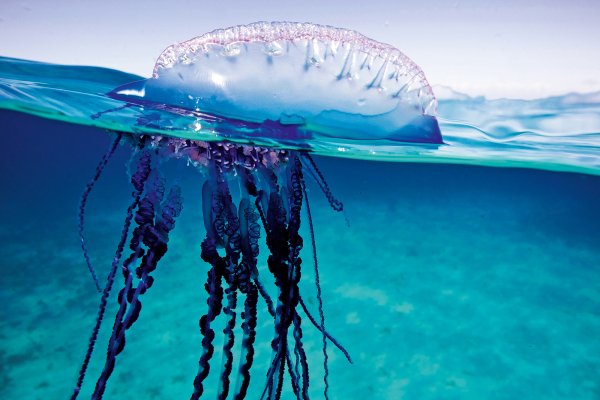 Ο «Πορτογάλος πολεμιστής» και το μυστήριο της ταυτότητάς του- Δείτε το video