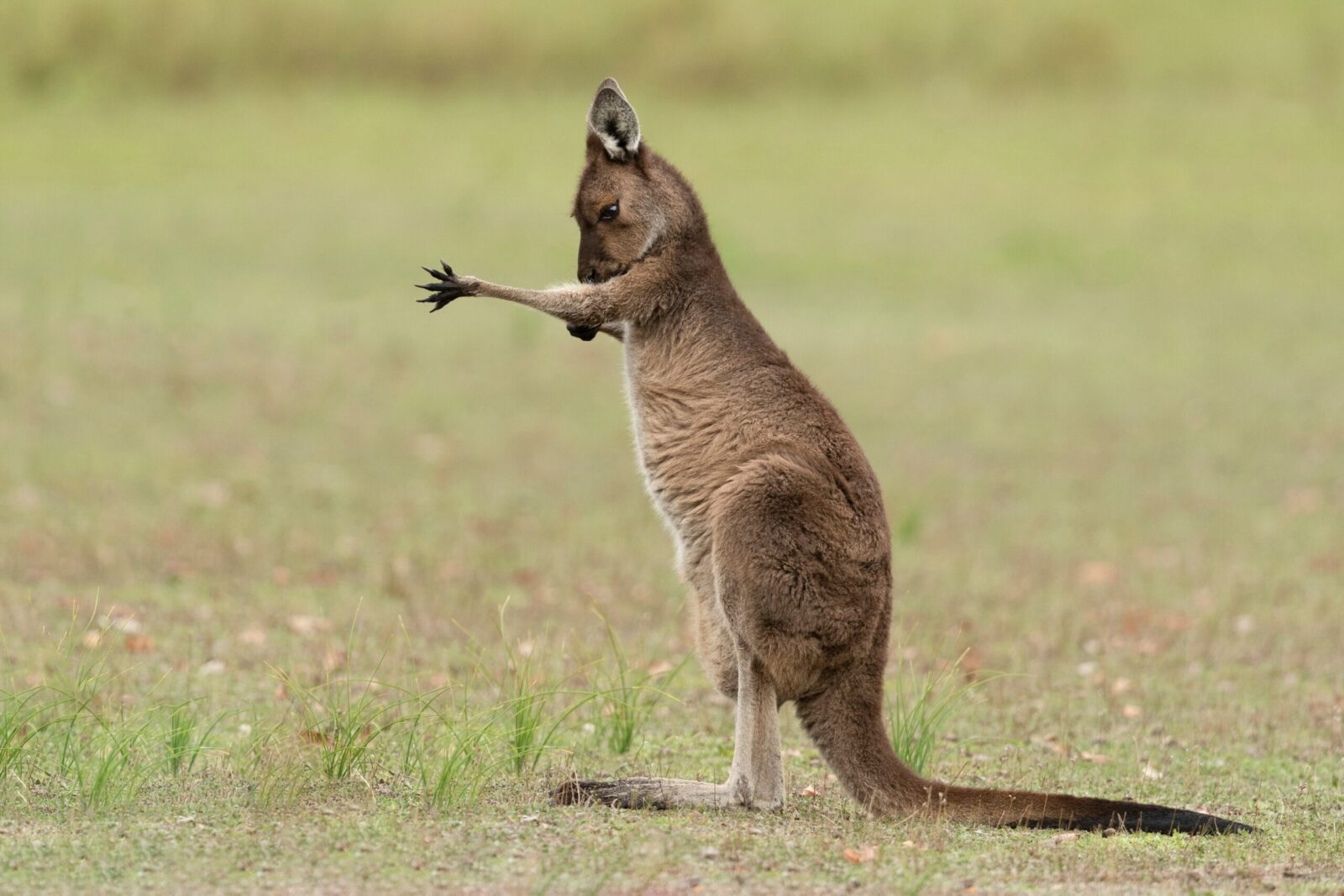 Μια οικογένεια έσωσε μικρό καγκουρό που είχε χάσει τη μητέρα του - Δείτε το video