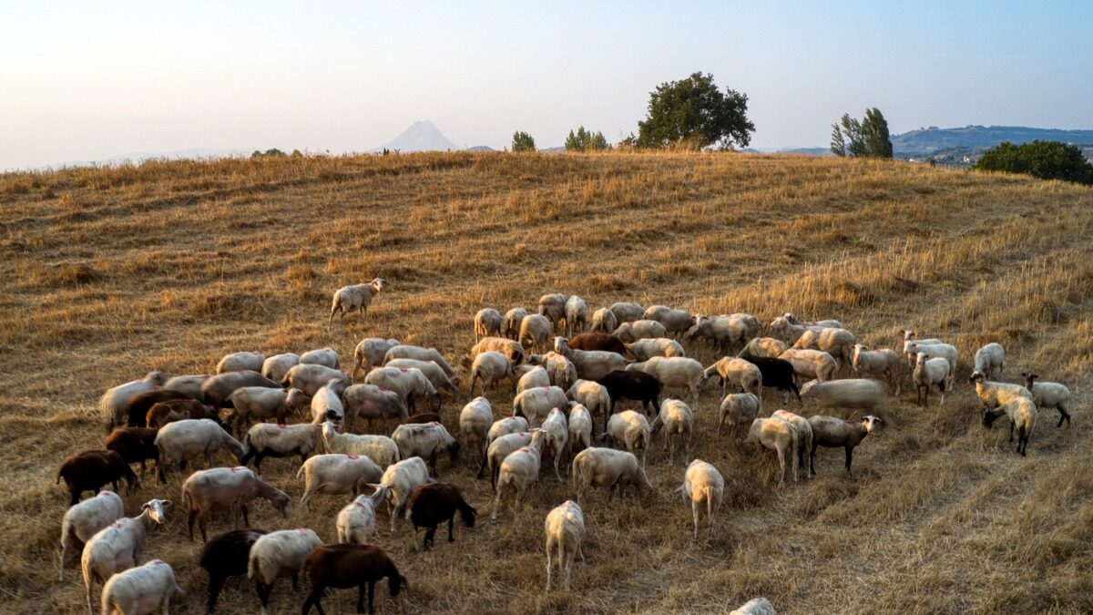 Καταστροφικός απολογισμός: 350 εκατ. ευρώ ζημιές από την ευλογιά αιγοπροβάτων σε 14 μήνες
