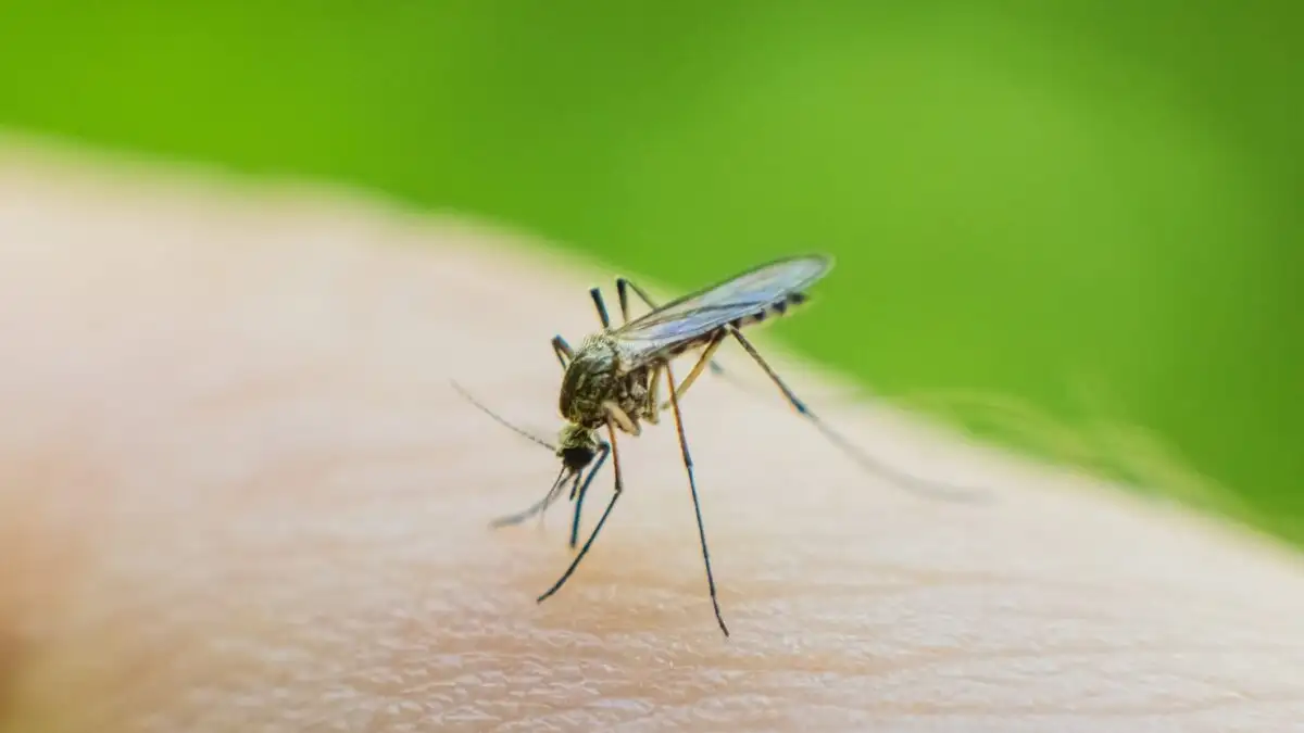 75 κρούσματα και 5 νεκροί από τον ιό του Δυτικού Νείλου – Χάρτης διασποράς σ