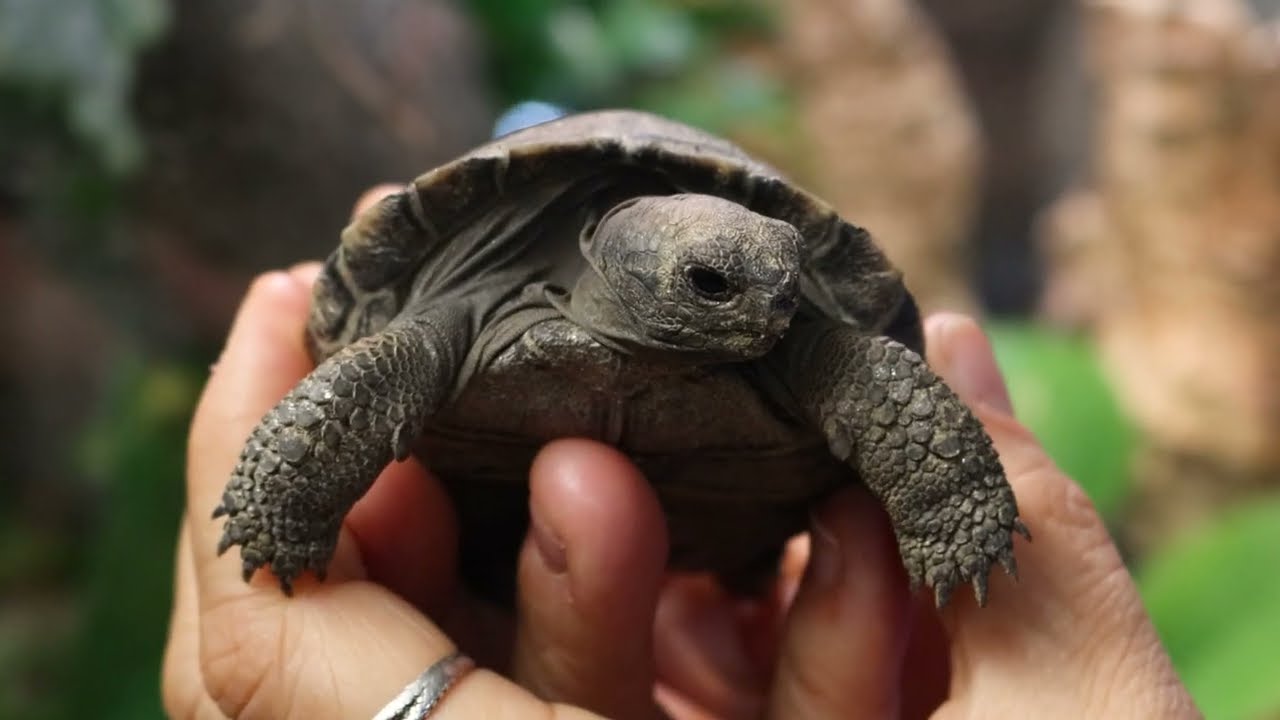 Η πιο γλυκιά συνήθεια: μια αιωνόβια χελώνα και η μαμά της- Δείτε το video