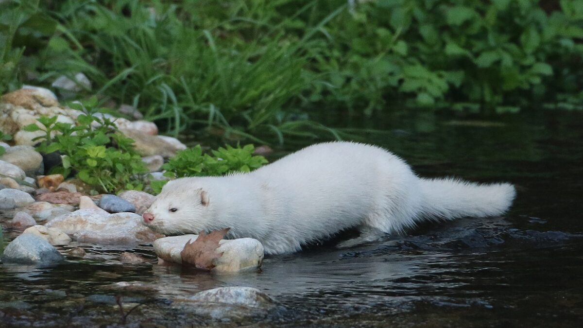 Καστοριά: Μινκ Επιτέθηκε σε Κατάκοιτη Γυναίκα, Ακρωτηριάζοντας Την