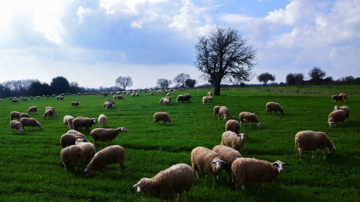Ευλογιά αιγοπροβάτων: Σχέδιο έκτακτης δράσης 10 ημερών – Στο τραπέζι και το ενδεχόμενο lockdown