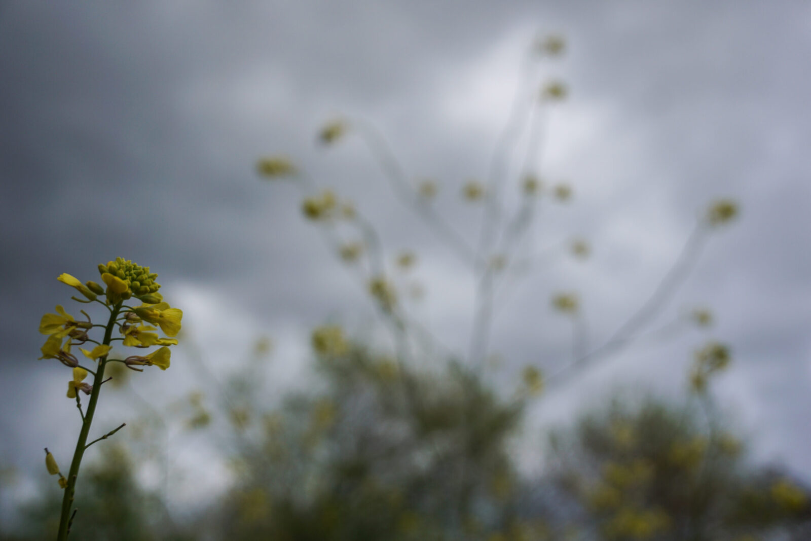 Διεύθυνση Πρασίνου σε επιφυλακή: Επεμβάσεις σε σημεία που επλήγησαν από την κακοκαιρία
