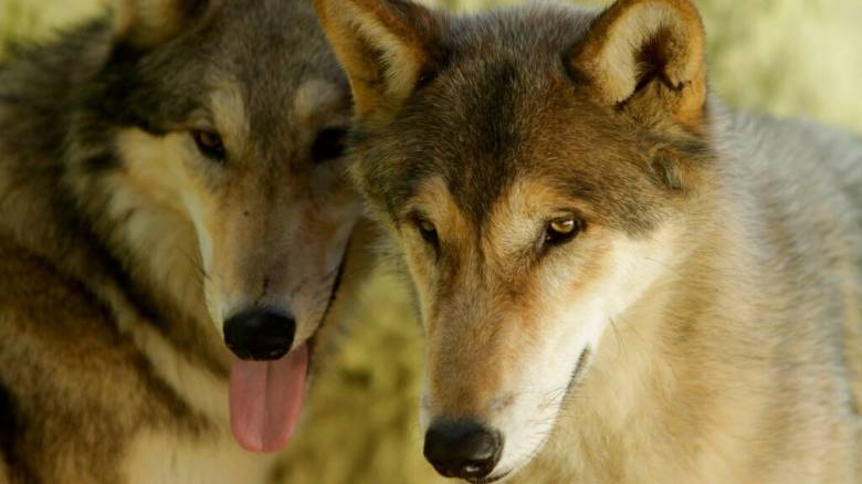 Αγέλη λύκων εμφανίστηκε στην Ιπποκράτειο Πολιτεία - Ανησυχούν οι κάτοικοι
