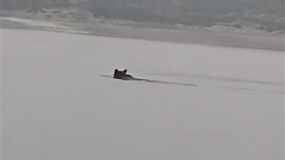 Κοζάνη: Αρκούδα διασχίζει τη λίμνη Πολυφύτου κολυμπώντας – Σπάνιο θέαμα στη φύση