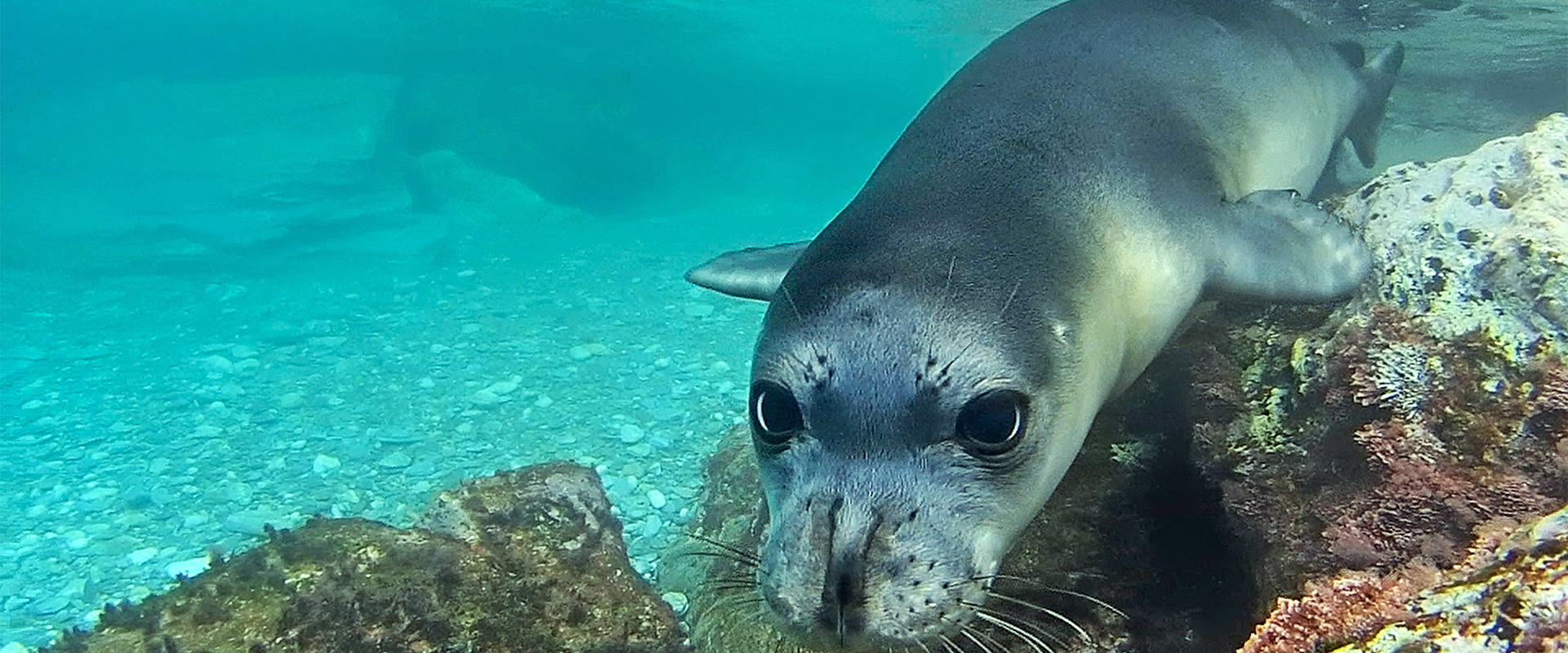 Απίστευτη σύμπτωση στον Αρκτικό Κύκλο: Κατέγραφε το βάθος πάγου και «έπιασε» φώκια να αναδύεται για ανάσα-Δείτε video
