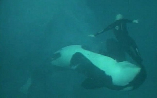Τρομακτική συνάντηση: Δύτης καταγράφει όρκα όταν ξαφνικά εμφανίζεται τεράστια φάλαινα πίσω του