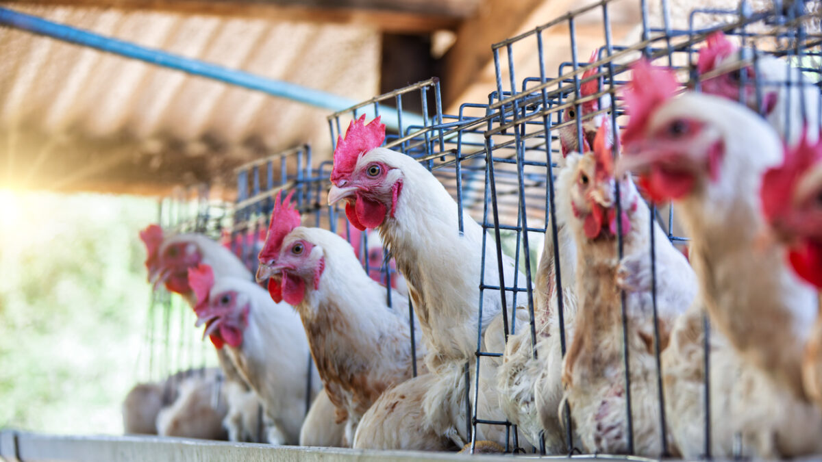 Γίπη των πτηνών σε ανθρώπους: Ασυμπτωματικά κρούσματα εγείρουν ανησυχία