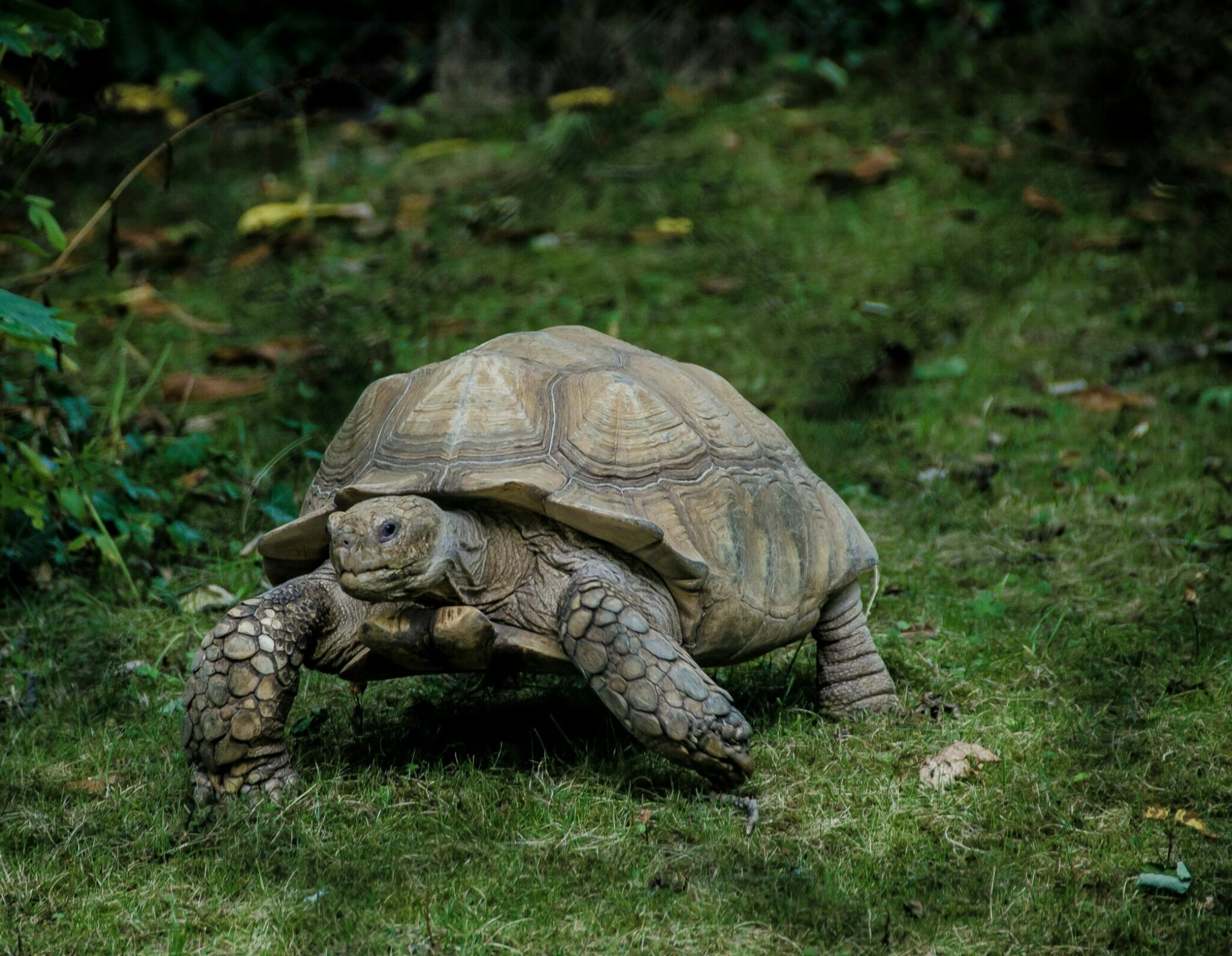 Χελώνες: Ο αργός μεταβολισμός και η μακροζωία τους- Δείτε το video