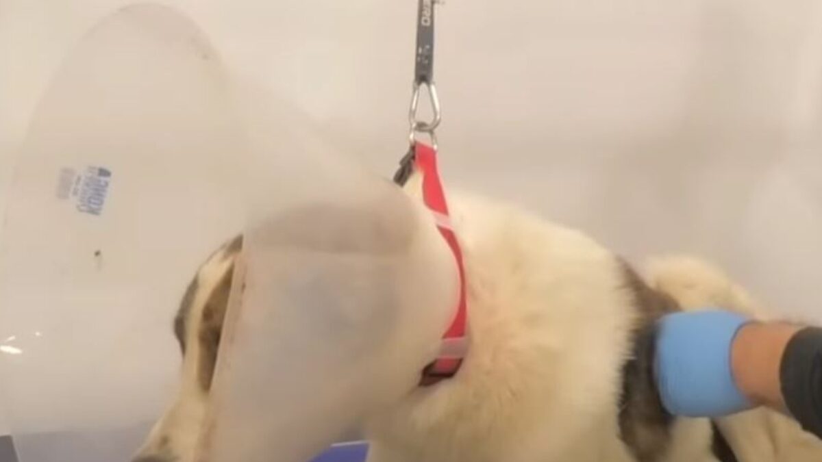 Πυροβολημένος αδέσποτος στη Ναυπακτία – Αντιδράσεις για τις επιθέσεις σε ζώα Πυροβολημένος αδέσποτος στη Ναυπακτία – Αντιδράσεις για τις επιθέσεις σε ζώα