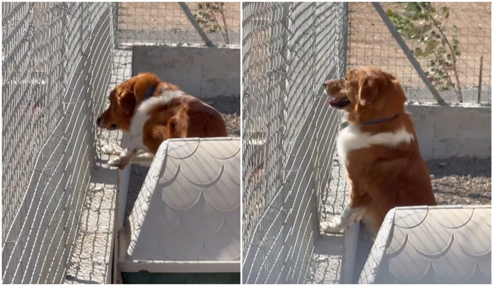 Ραγίζει καρδιές: Εγκαταλείπει τον σκύλο του σε καταφύγιο γιατί “δεν τον ήθελε πια”