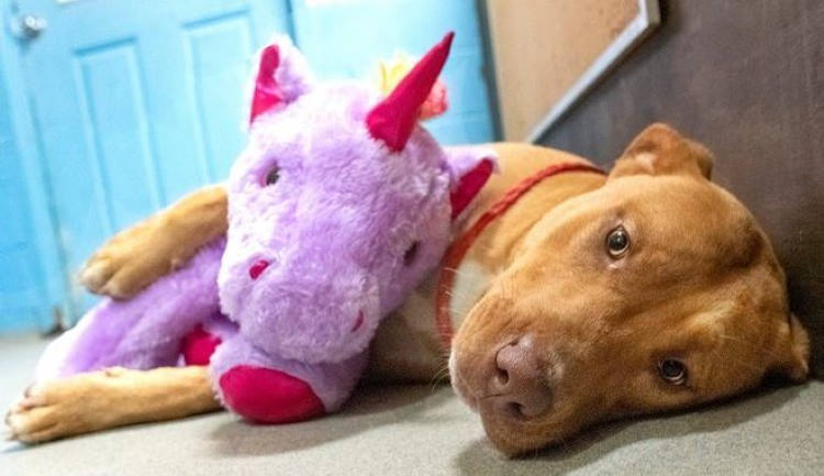 Ο Σκύλος που Έκλεψε τον Μωβ Μονόκερο- Δείτε video