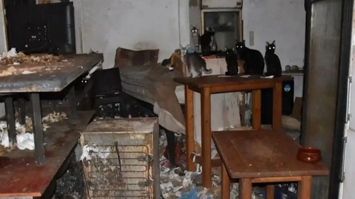 Δονούσα: Βαρύ πρόστιμο σε 63χρονο – Είχε δεκάδες γάτες σε άθλια κατάσταση Δονούσα: Βαρύ πρόστιμο σε 63χρονο – Είχε δεκάδες γάτες σε άθλια κατάσταση