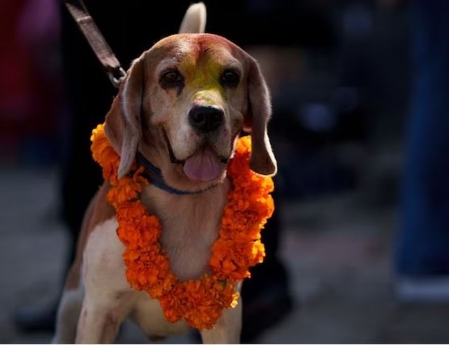 Νεπάλ: Το Kukur Tihar, η γιορτή που τιμά τους σκύλους και τον δεσμό τους με τον άνθρωπο- Δείτε video