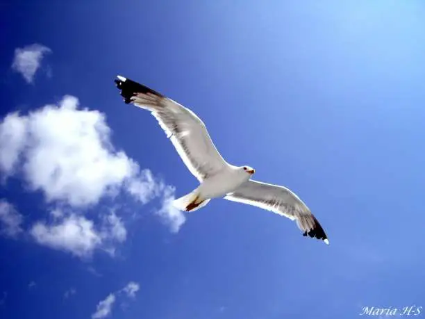 Όταν ένας Γλάρος… Επιλέγει Φαλαινοκαρχαρία για Βόλτα στην Καλιφόρνια- Δείτε video Όταν ένας Γλάρος… Επιλέγει Φαλαινοκαρχαρία για Βόλτα στην Καλιφόρνια- Δείτε video