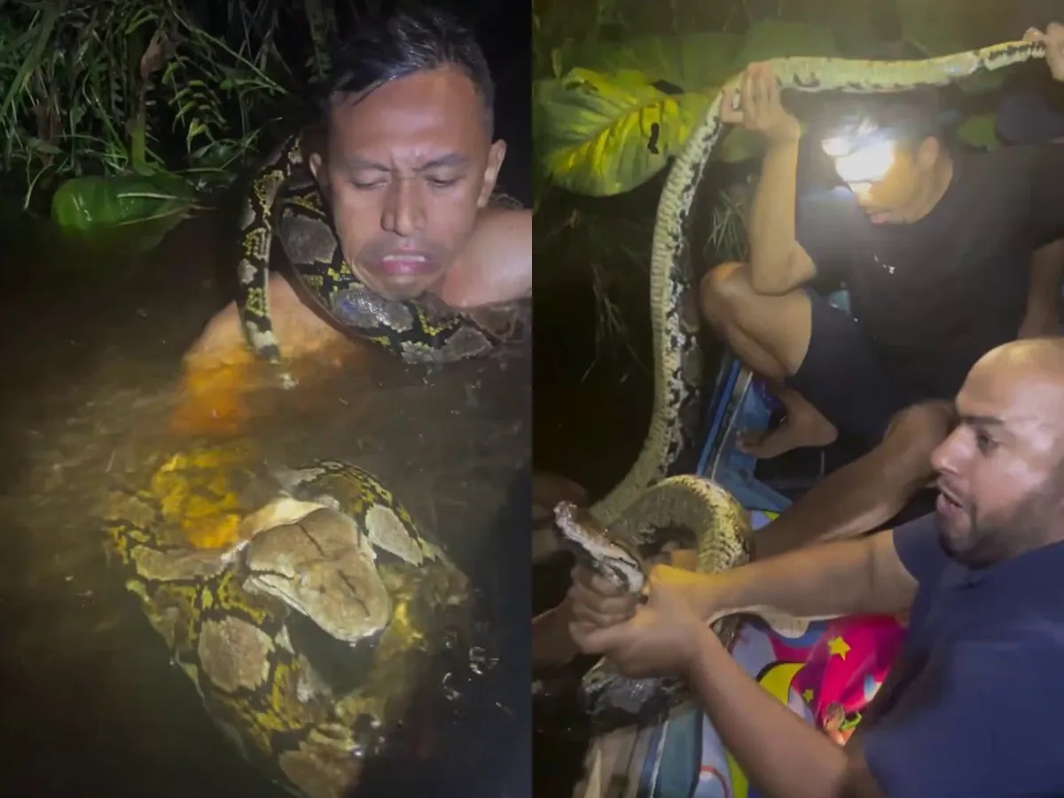 Σοκ στο Βόρνεο: Γιγάντιος πύθωνας επιτίθεται σε έμπειρο κυνηγό φιδιών- Δείτε video Σοκ στο Βόρνεο: Γιγάντιος πύθωνας επιτίθεται σε έμπειρο κυνηγό φιδιών- Δείτε video