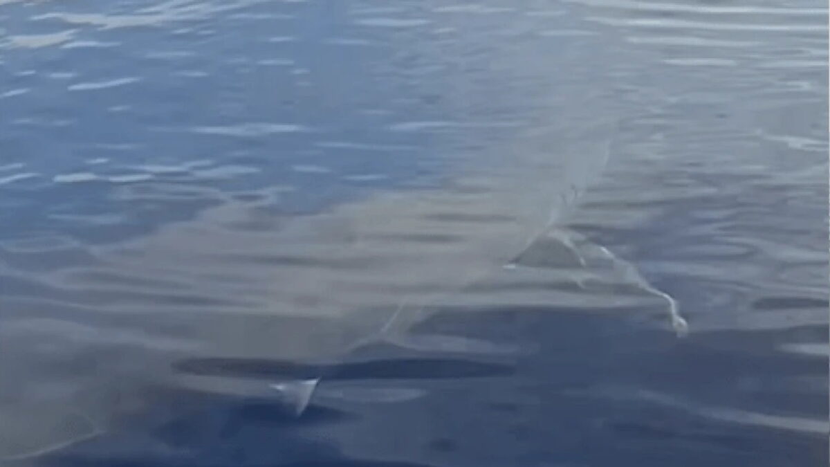 Συναγερμός στην Κάρπαθο: Εντοπίστηκε λευκός καρχαρίας μήκους πέντε μέτρων στα ανοιχτά του νησιού Συναγερμός στην Κάρπαθο: Εντοπίστηκε λευκός καρχαρίας μήκους πέντε μέτρων στα ανοιχτά του νησιού