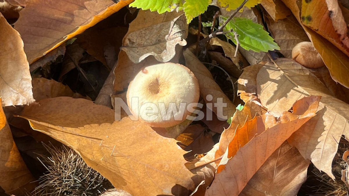 Πέλλα: Μάχη για τη ζωή δίνει το ζευγάρι που δηλητηριάστηκε από μανιτάρια – Σοκ στην τοπική κοινωνία