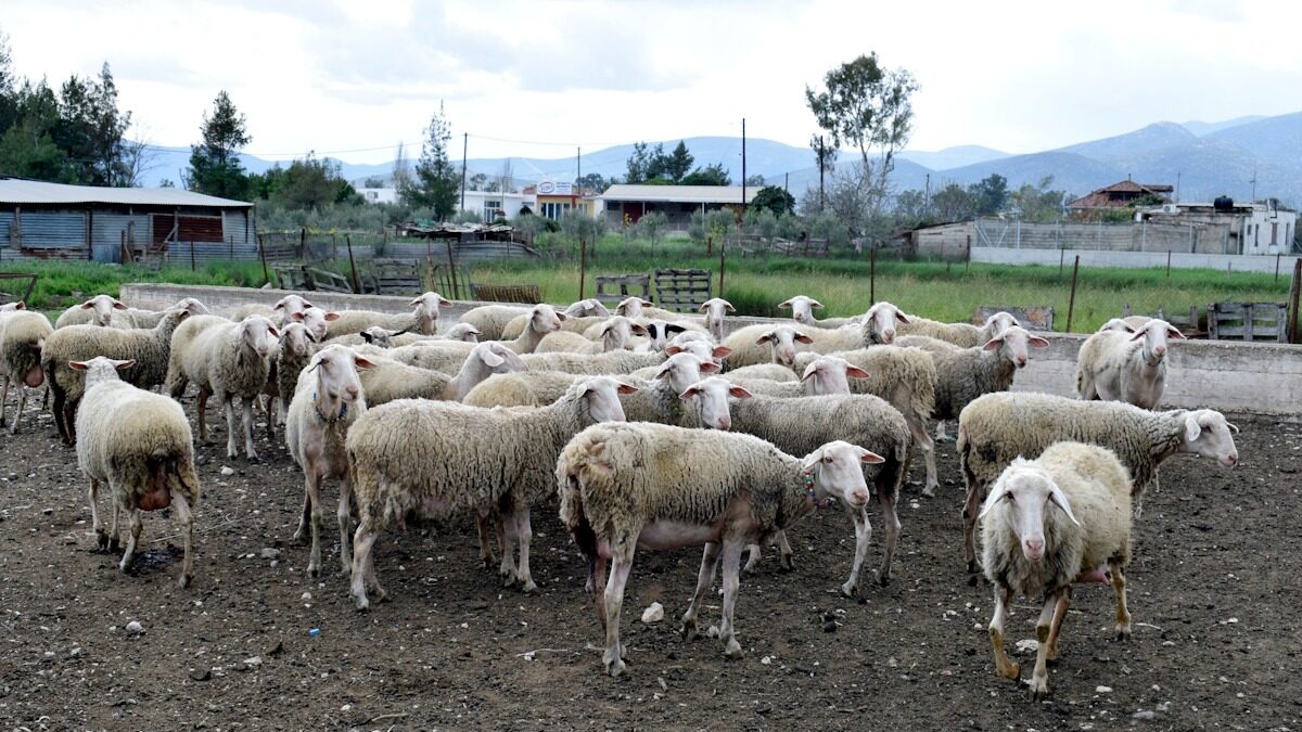 Ευλογιά στα αιγοπρόβατα: Το νέο σύστημα παρακολούθησης και διαχείρισης της νόσου