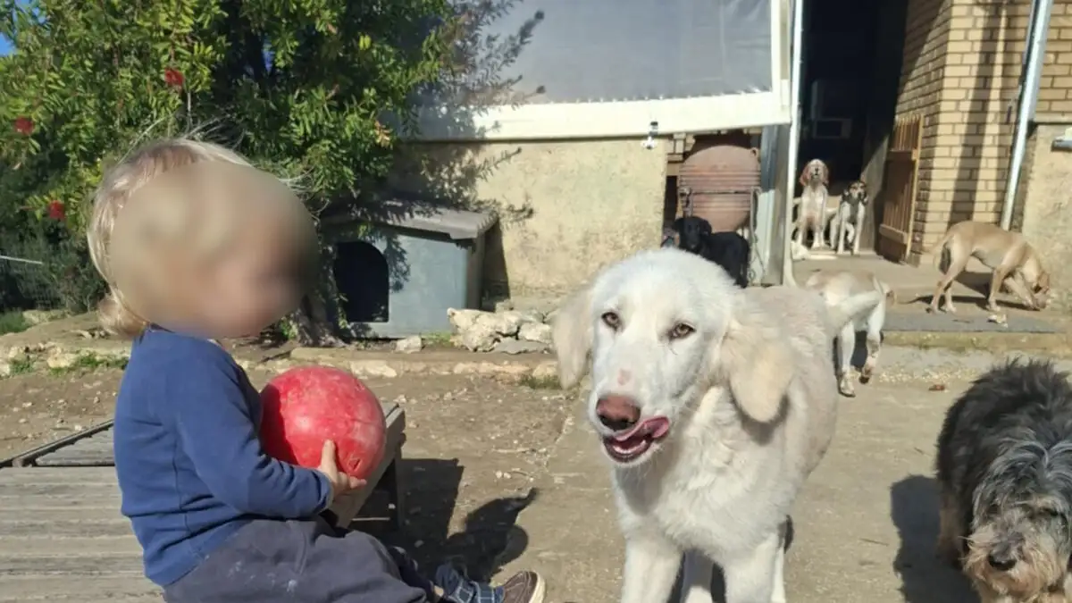 Ζάκυνθος: Πατέρας 2χρονου που σκοτώθηκε από πίτμπουλ – «Τον έχασα για μισό λεπτό από τα μάτια μου» Ζάκυνθος: Πατέρας 2χρονου που σκοτώθηκε από πίτμπουλ – «Τον έχασα για μισό λεπτό από τα μάτια μου»