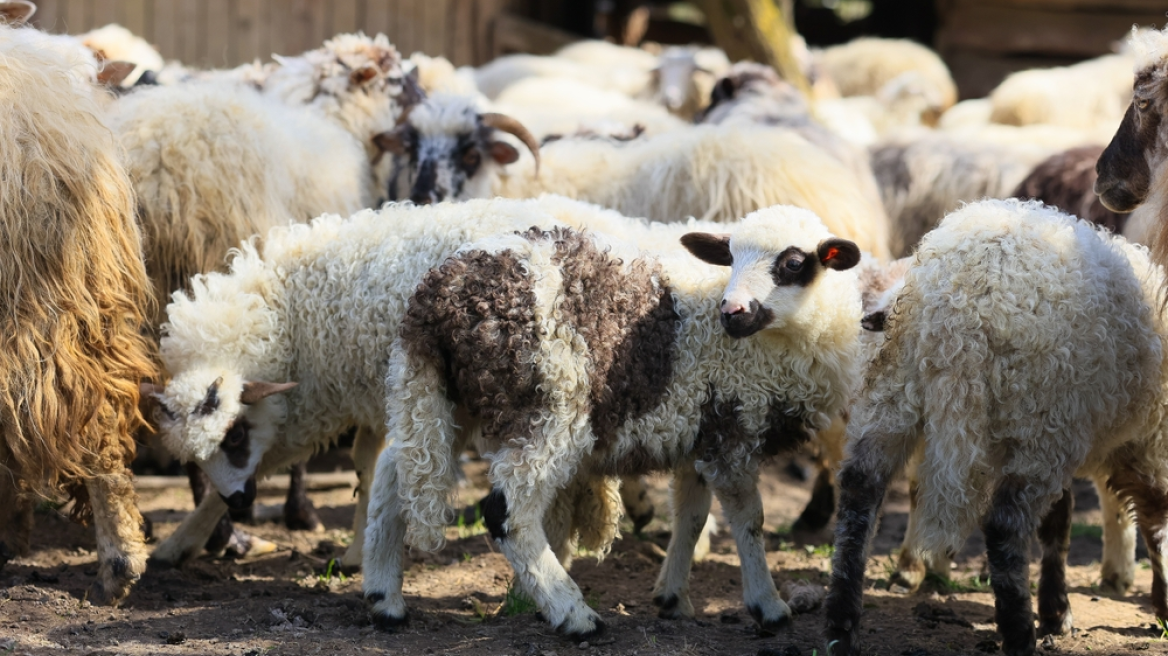 Ευλογιά αιγοπροβάτων: Οδηγίες για εμβολιασμό και ανασύσταση του ζωικού κεφαλαίου