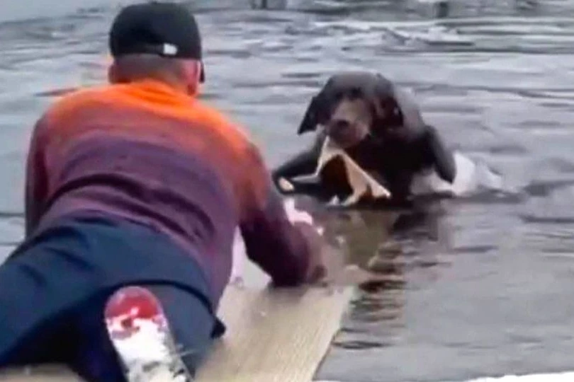 Τσενάι: Άνδρας ρισκάρει τη ζωή του για να σώσει σκυλάκια από τις πλημμύρες- Δείτε video
