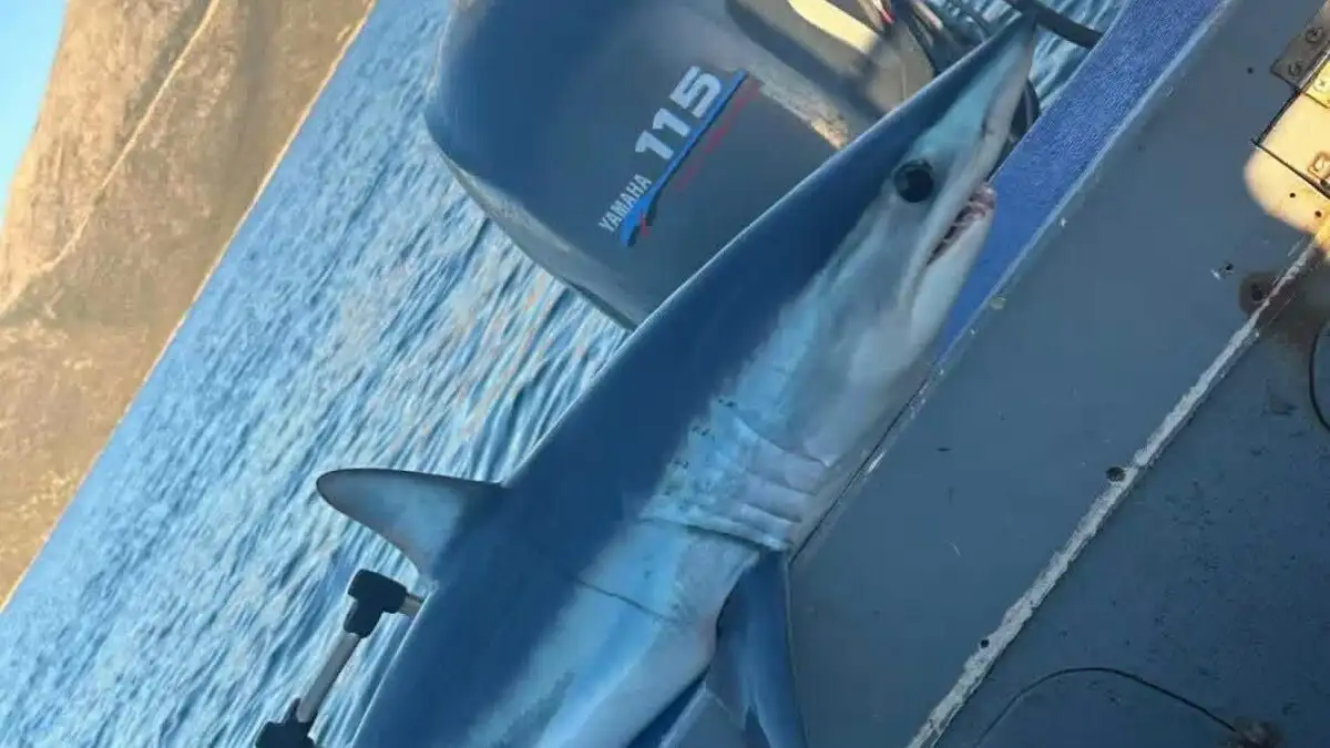 Εύβοια: Ψαράς αλίευσε καρχαρία Μακό, ένα από τα ταχύτερα και πιο επικίνδυνα είδη Εύβοια: Ψαράς αλίευσε καρχαρία Μακό, ένα από τα ταχύτερα και πιο επικίνδυνα είδη