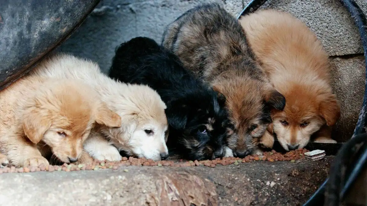 Φρίκη στην Πάτρα: 89χρονη σκότωσε κουτάβια και χτύπησε 25χρονο με μεταλλικό αντικείμενο