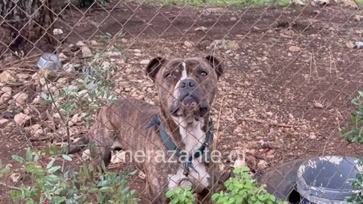 Ζάκυνθος: Τραγωδία με τον θάνατο 2χρονου παιδιού έπειτα από επίθεση σκύλου Ζάκυνθος: Τραγωδία με τον θάνατο 2χρονου παιδιού έπειτα από επίθεση σκύλου