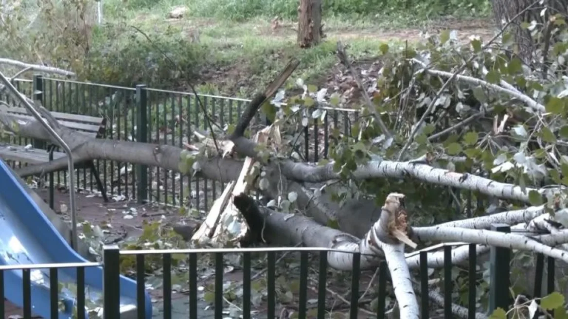 Χαϊδάρι: Δέντρο κατέρρευσε σε παιδική χαρά – Βίντεο από το περιστατικό