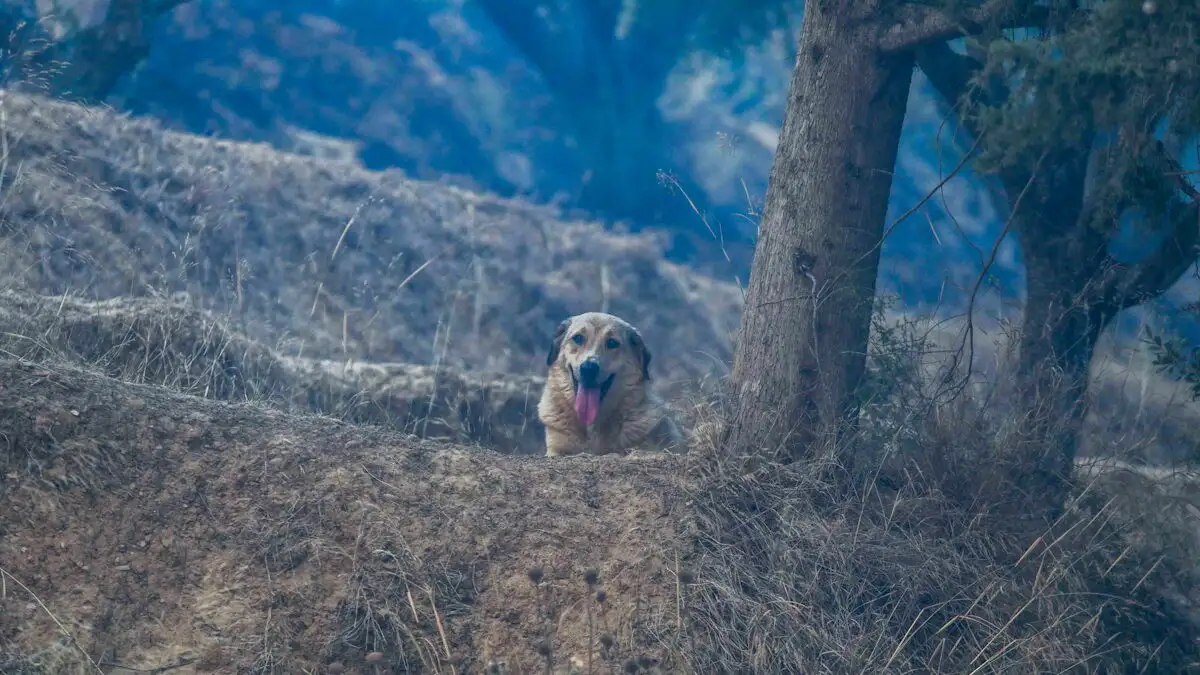 Ηλεία: Καταγγελίες για κακομεταχείριση ζώων σε άτυπο καταφύγιο