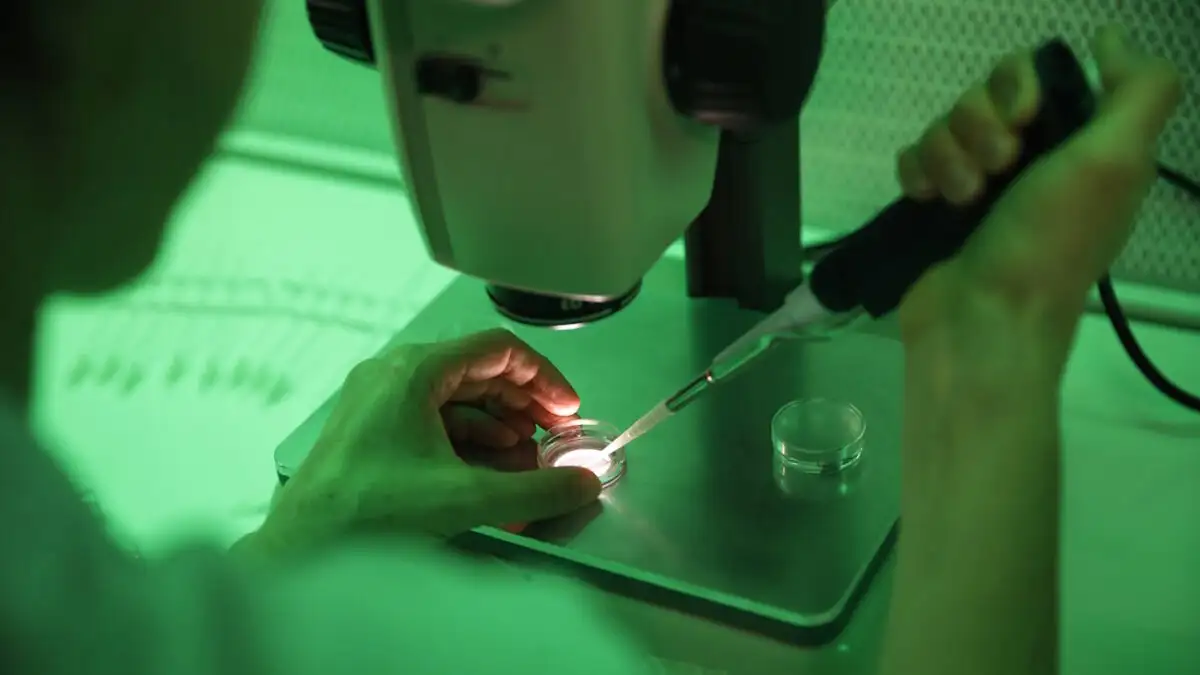 Σπέρμα από δότη: Τα πρωτόκολλα περιορίζουν αλλά δεν εξαλείφουν τους κινδύνους